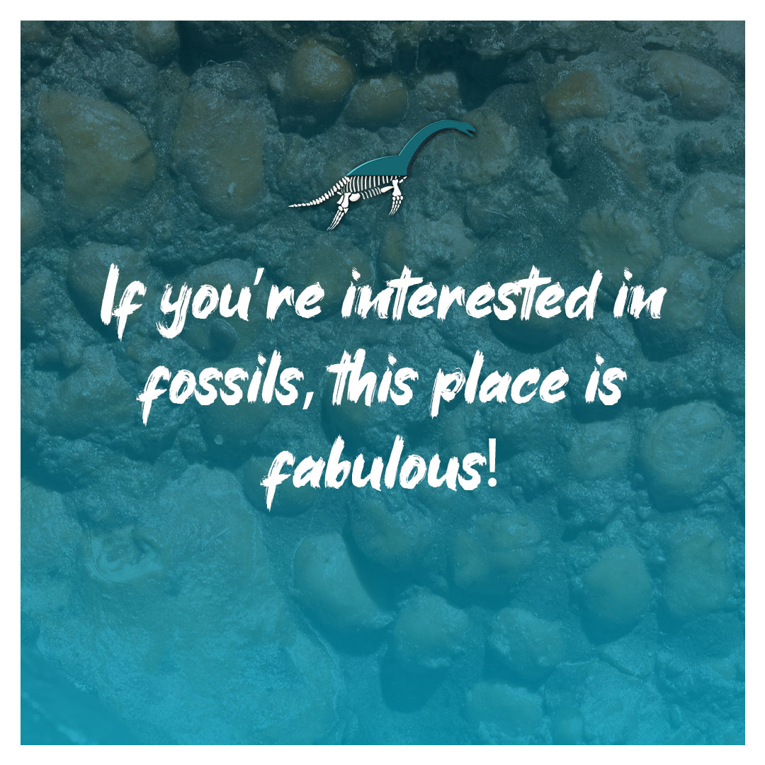 We are for every fossil lover out there! #fossils #reviews #museum