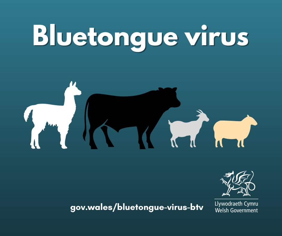Livestock keepers – please remain vigilant for signs of Bluetongue. Click here 👇for more information on what you need to look out for and how you can protect your animals. As always, good biosecurity is really important. gov.wales/bluetongue-vir…