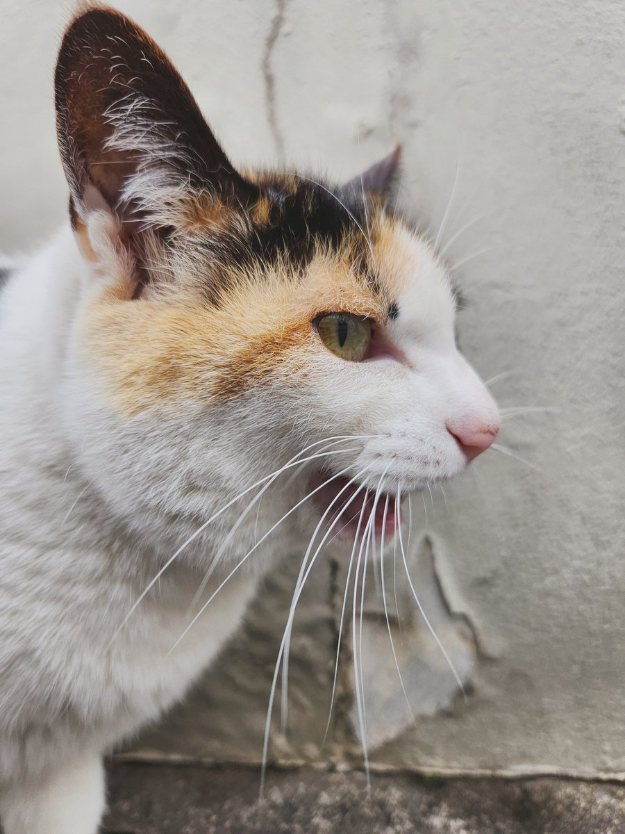 雨の日の散歩
足跡かわいい

#猫