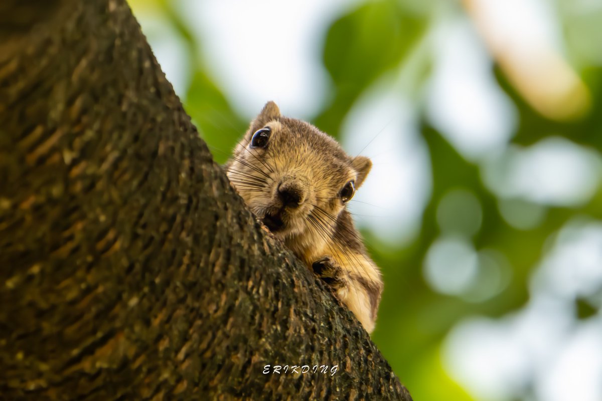 #リス #松鼠
#squirrel #nature #squirrels #squirrelsofinstagram #wildlife #animals #squirrellove #squirrellife #naturephotography #wildlifephotography #nuts #animal #photography #squirrelwatching #cute #squirrelphotography #animalphotography #love #squirrellover