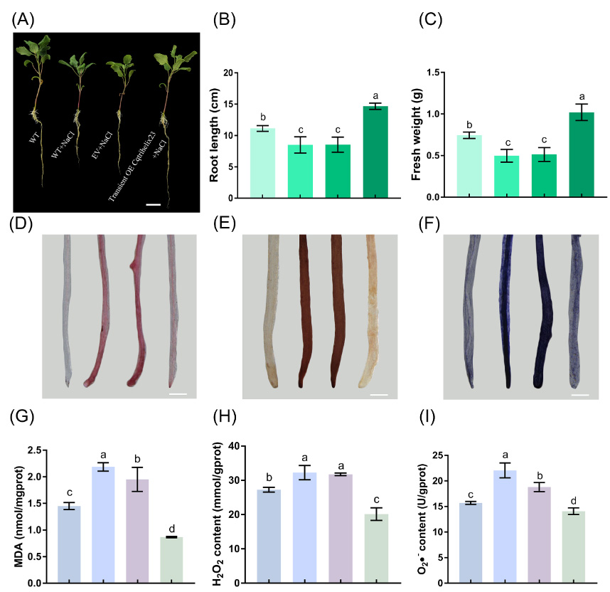 How do Quinoa plants deal with salt stress? Genome-wide characterization of trihelix genes reveals Cqtrihelix23 enhances the salt tolerance in quinoa (Chenopodium quinoa) tinyurl.com/mz842tkt #plantscience #quinoa #saltstress