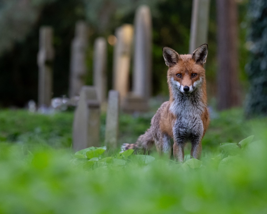 Good morning . A beauty of a #FoxOfTheDay today , shared by Lewis Newgram ( @lewisnewgram ) , thank you Lewis !