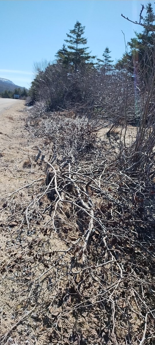 Noticed these cuttings left all along @ParksCanada roads and trails. @GoGrosMorne  Prime example of what NOT to do given arsonist/climate alarmist summer 'wildfire' season is approaching, @Qalipu2011   #FireSafety #grifters #WEFpuppets #BorealForest #EnclaveCommunities