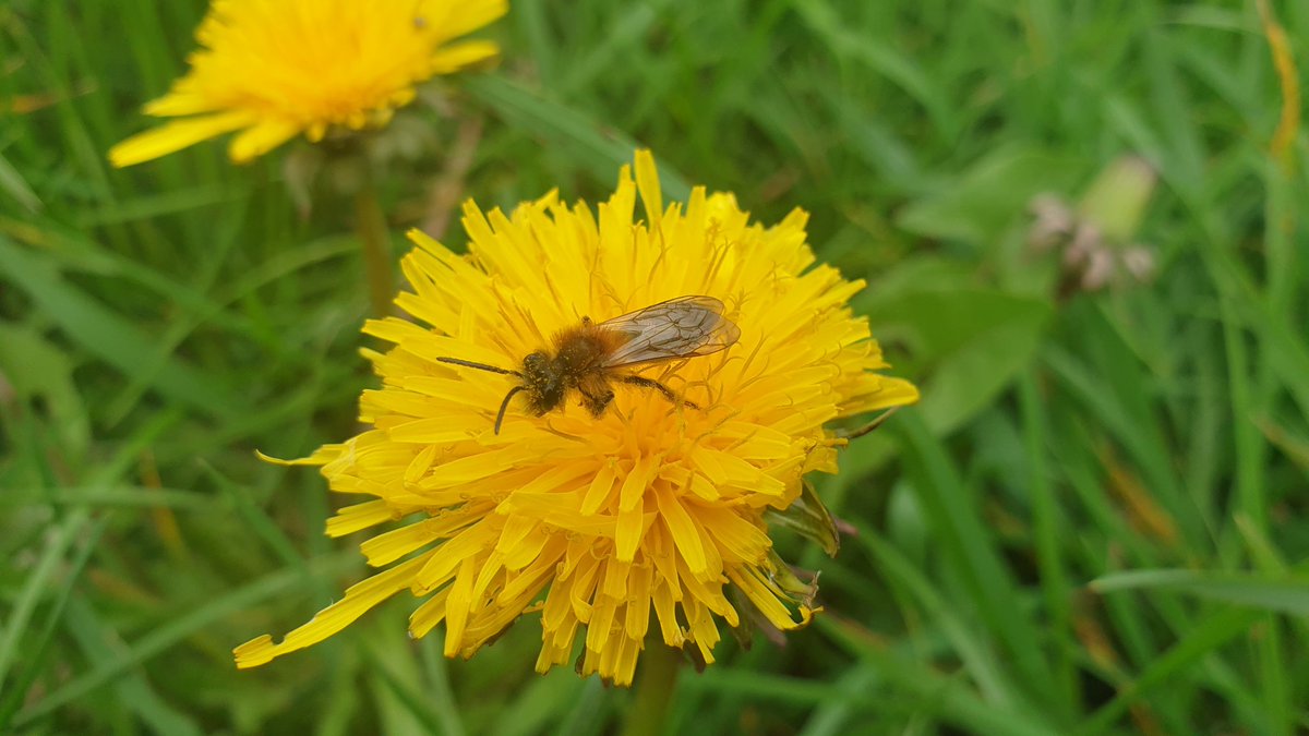 Bee help please! @ivysuckle any tips on these #bees? I think the first is a Tawny Mining bee. A found on a short section of hedge. 2nd pic was in a hole made by a badger. Nearly every dandelion had insects on! Anybody recommend a bee and hoverflys ID books Thanks