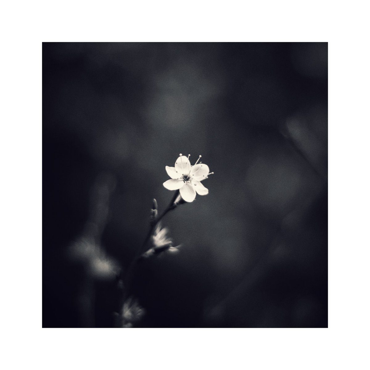 Single Blossom, Oxfordshire. 

#photography #monochrome #bnw