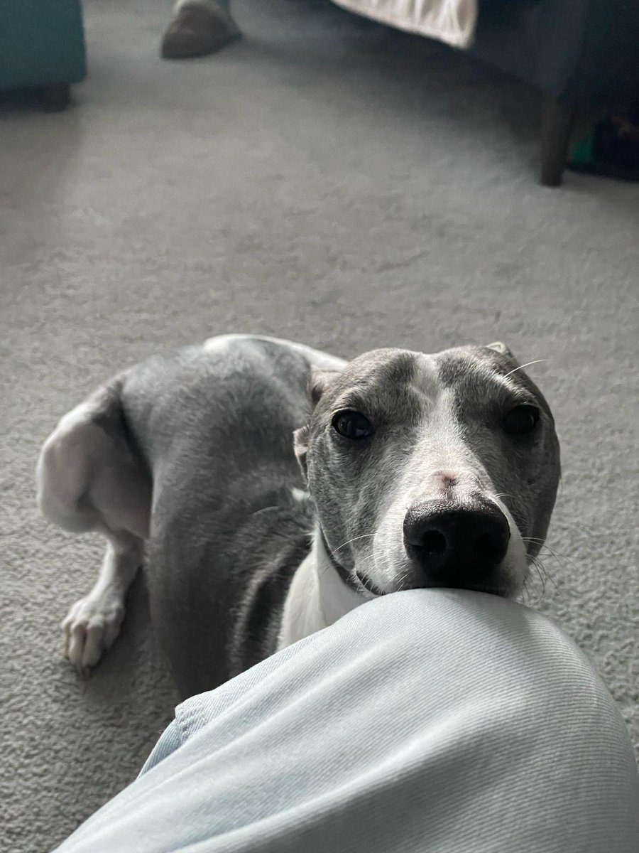 Wilfred the Whippet 🌈 tweet media
