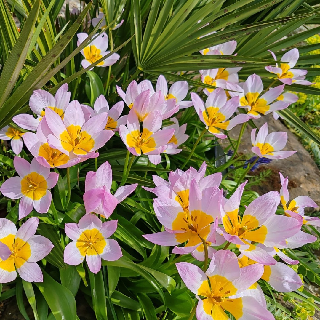 A burst of cheery colour on a grey morning 🌷 🏷️ Tulipa saxatilis 'Lilac Wonder' 📷 Hélène Tronc