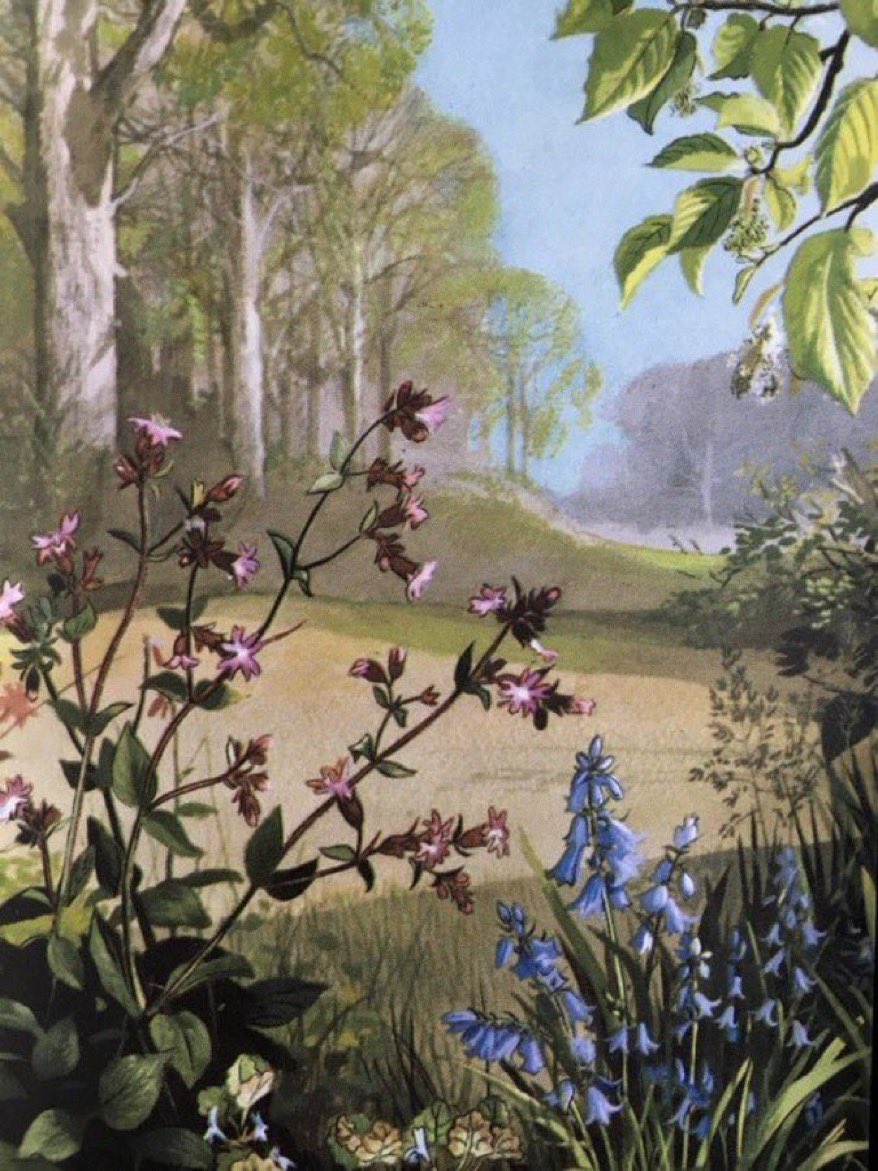 Bluebell, Ground Ivy, Red Campion ‘Wild Flowers’(1957) Artists: Edith Hilder, Rowland Hilder