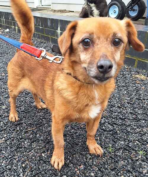 Please retweet to help Whisky find a home #NEWROMNEY #KENT #UK 🔷FOR ADOPTION REGISTERED CHARITY 🔷 Male, 11yrs, Terrier Cross. Whiskey has come to Last Chance from the Welsh pound so we have no history on him. So far he has taken everything in his stride and appears to be a…