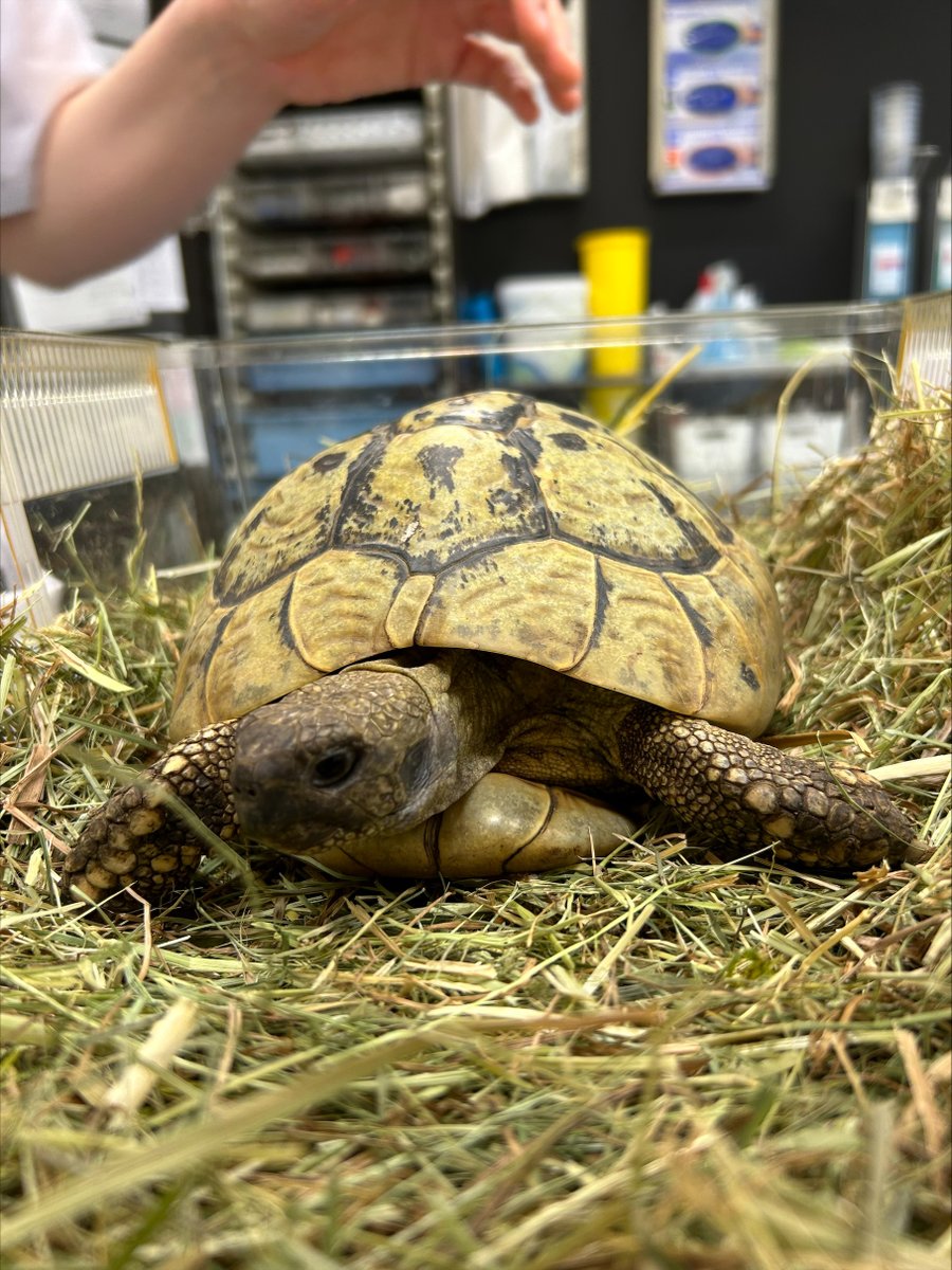 104 years old tortoise ! 
Definitely our oldest patient this year - according to the (current) owner it is 104 years old. In any case what is always impressive with these very old (+ likely wild caught) animals, is how good the carapax looks like. No signs of pyramiding.