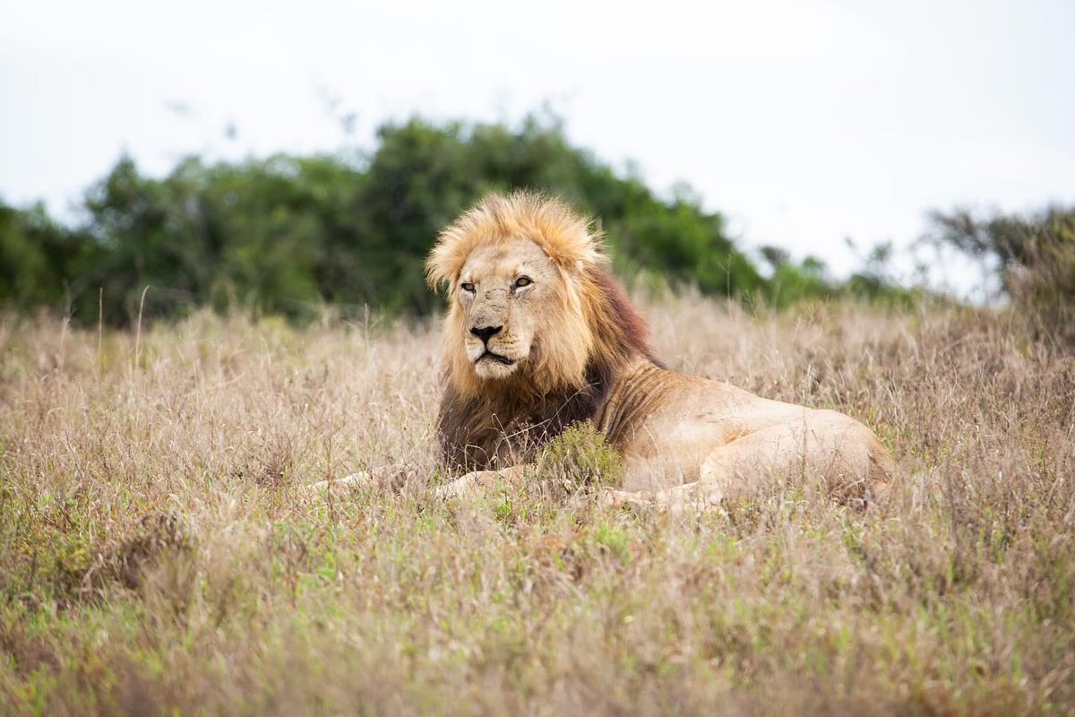 #King of #AddoElephantNationalPark🦁📷Bridget Ford Photography #LiveYourWild @SANParks