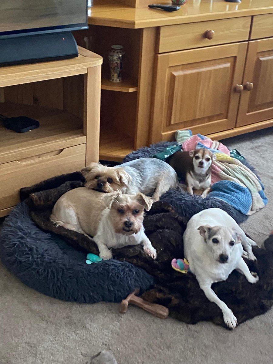 woofawalk's tweet photo. @chicathechih Hello Chica 🥰 from Ruby, Ollie, Teddy and Phoebe. https://t.co/1BYOpx6lqo