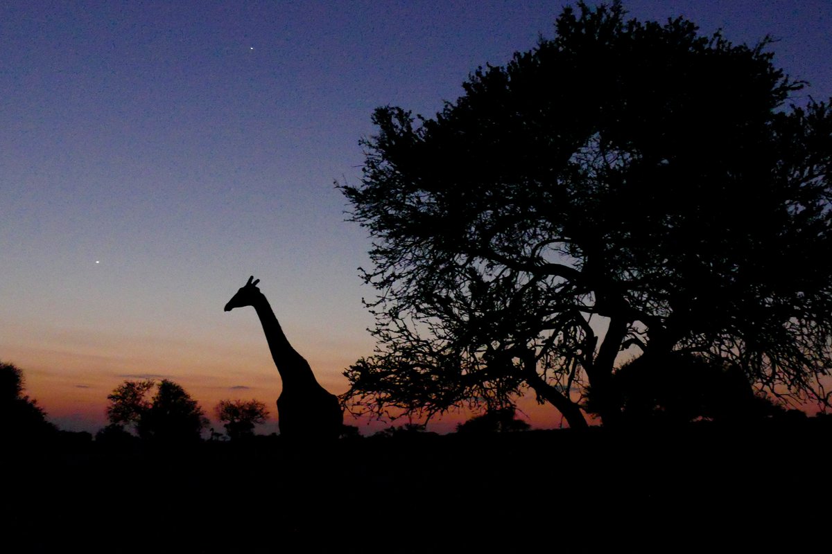 It takes millions of photo-tourists to sustain Africa's national parks. It will take 3x as many to sustain both the parks AND the hunting areas. Replacing hunting with photo-tourism is not feasible - and that's why it hasn't been done already...