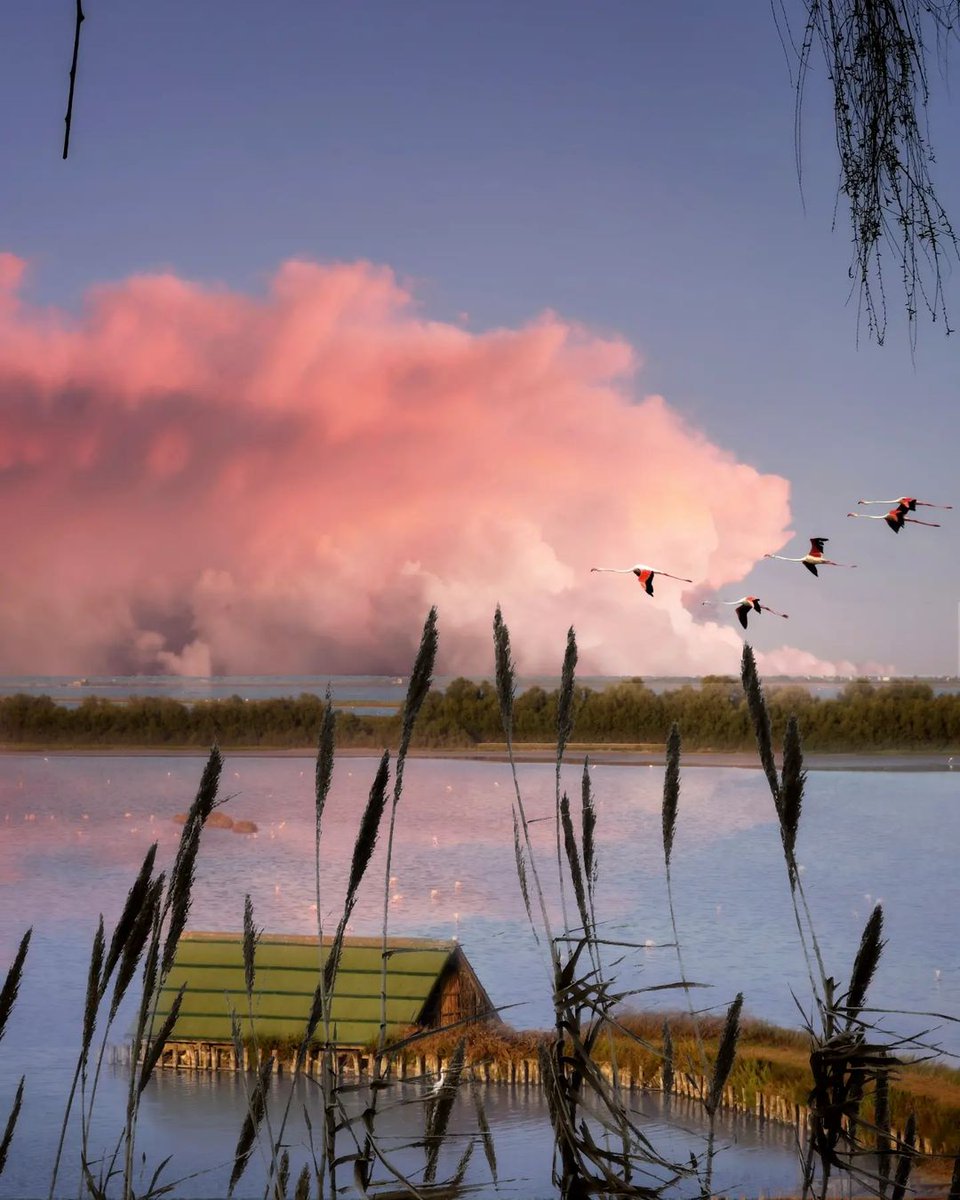 Sulle rive del Delta, la natura esplode dei colori di una calda primavera 🔥 Ph. montanari.paolo | #inEmiliaRomagna