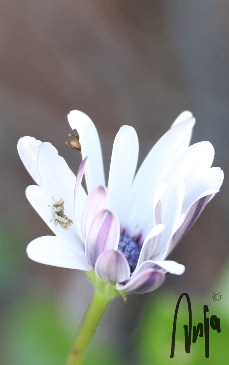 In nature you often have to take a close look to see all that is happening. #photography #nature #outdoors #flower #spider #grasshopper #daisy #beauty #garden #goedemorgen #Francistown #Botswana #Africa