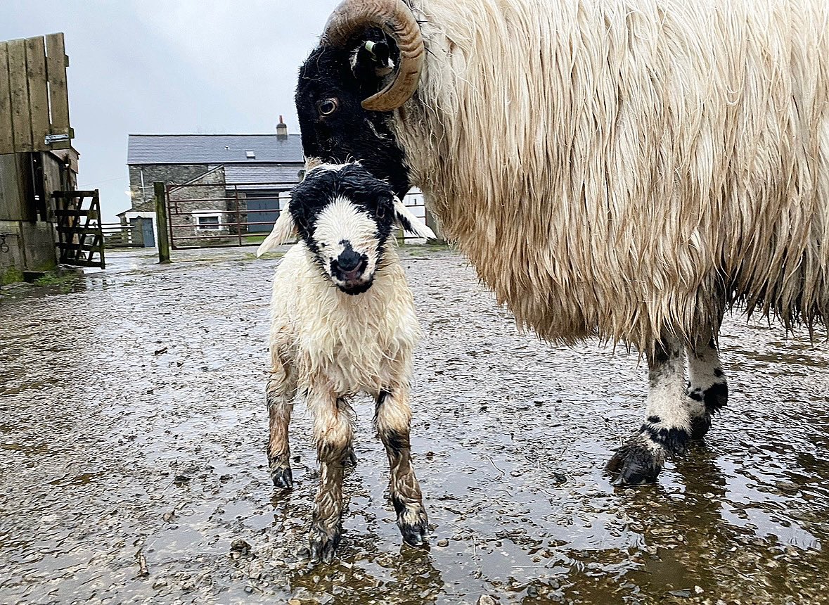 Quite possibly the wettest lambing time here in 25 years … 🌧️🫣🌧️🌧️🌧️🌧️🌧️🌧️🌧️🌧️