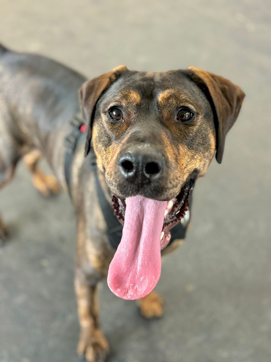 DT_Leeds's tweet photo. Happy #TongueOutTuesday from Zena!! 😝😝😝

Leave her some love below 👇👇👇

Meet her 👉 https://t.co/WHDYrgFscf

#rescuedog #adoptdontshop #leeds #dog #dogs #adoptadog #rehome @DogsTrust https://t.co/mOt7NkSuCT