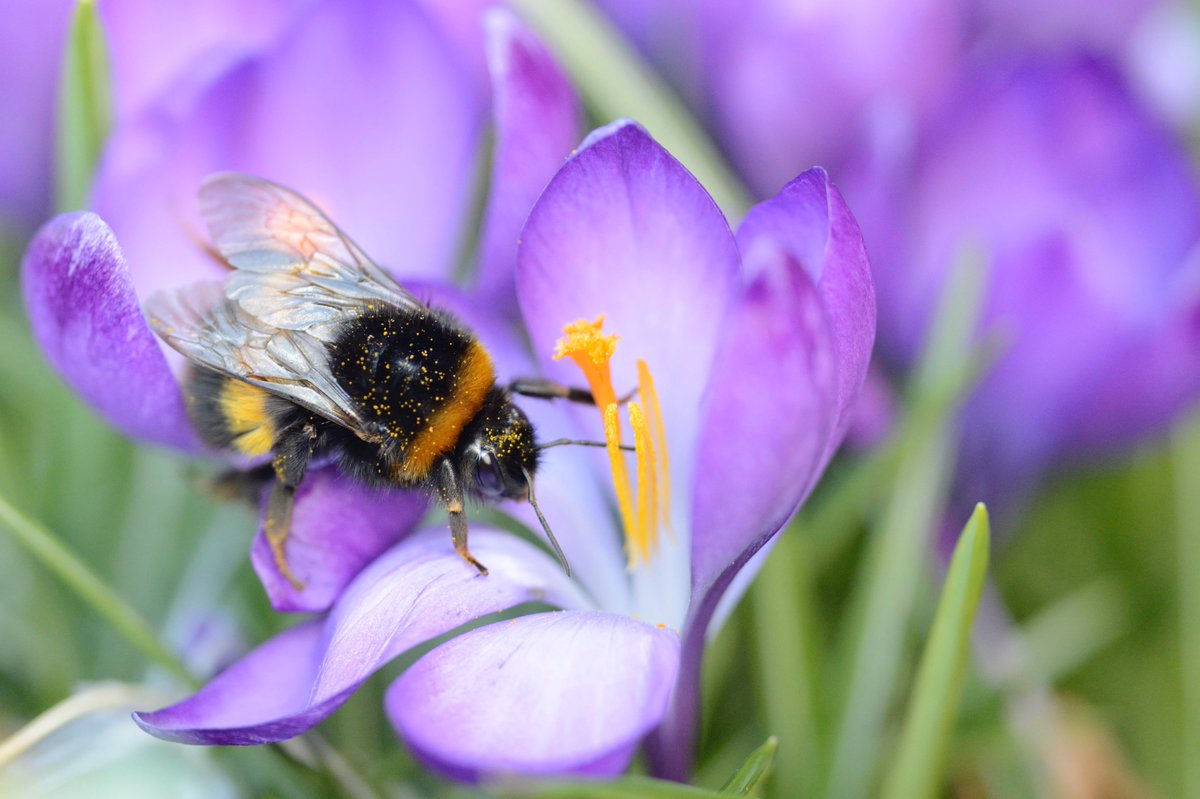 With bulbs it is worth remembering that daffodils, whilst very popular, are not the best for pollinators. Why not supplement them if you can with some pollinator friendly bulbs – you might try snowdrop, crocus, allium and grape hyacinth. More info @ nature.scot/doc/planting-p…
