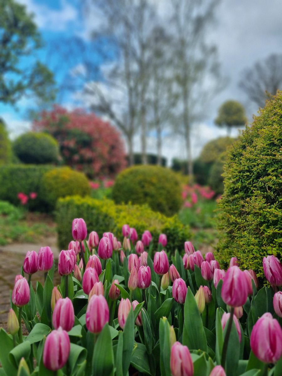 Wake up 
Kettle on 🫖 
Layers on 🧤

#Hereford #outdoorlife #GardenersWorld #SpringVibes

Tulip Bojangles