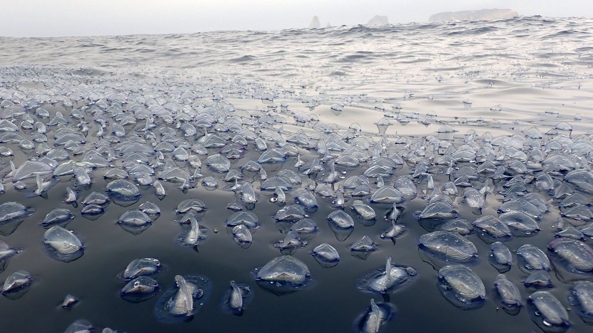 Ajuntament de Torroella de Montgrí tweet media