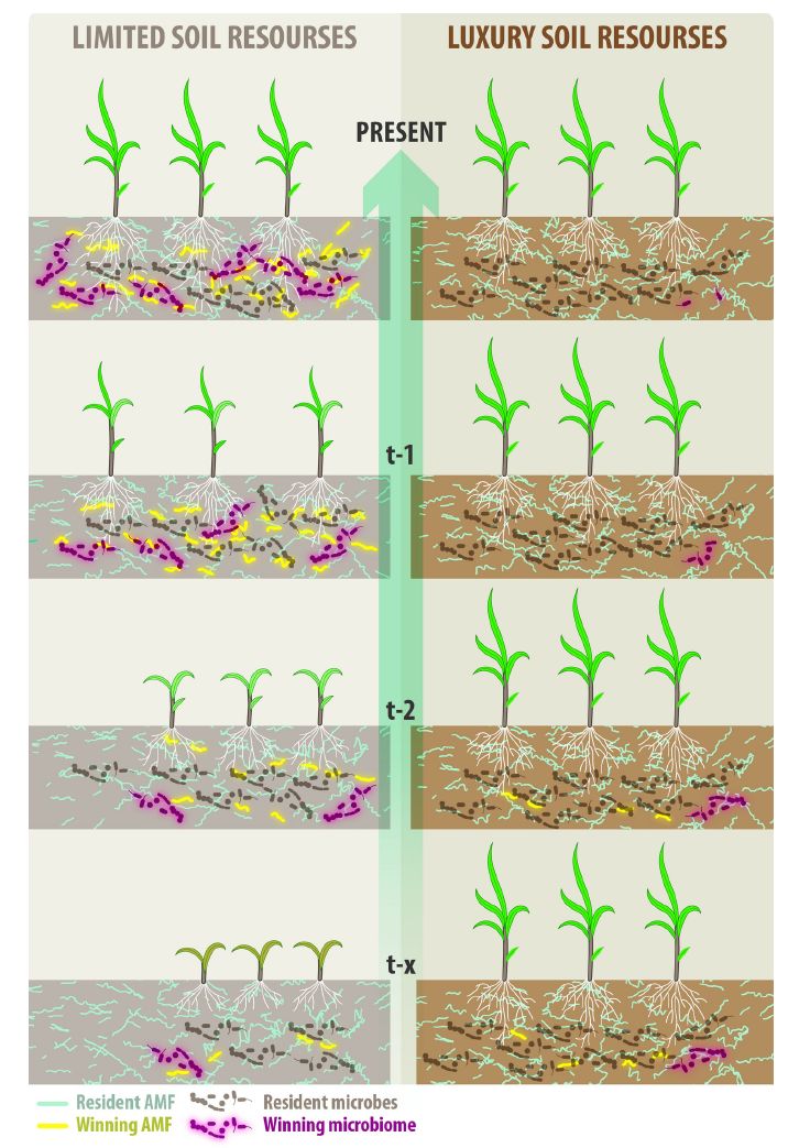 'Functional team selection: a framework for local adaptation in plants and their belowground microbiomes' doi.org/10.32942/X27G91