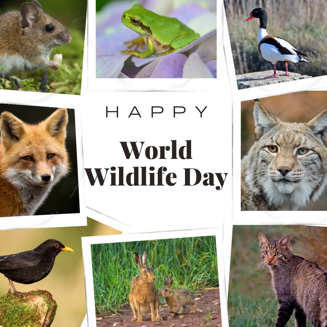 Happy #WorldWildlifeDay! 🐾 Protecting #nature and #wildlife isn’t just a choice - it’s our responsibility! 🌳🦌🦔 Why? Because every creature plays a significant role in our ecosystem and deserves respect and safety. 🐢🐞🌍