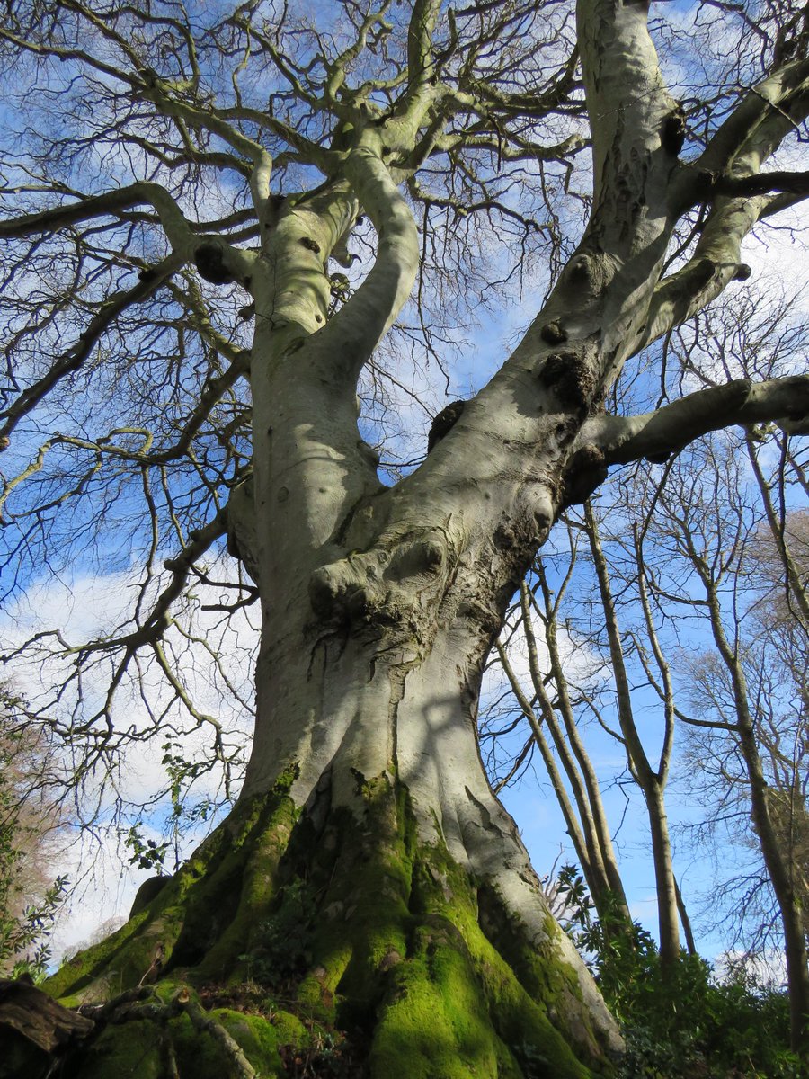 Here for you this #thicktrunktuesday is a huge old beech I found in Midlothian, Scotland. It seemed to be reaching for the spring sunshine after wintering in mossy shade. @keeper_of_books