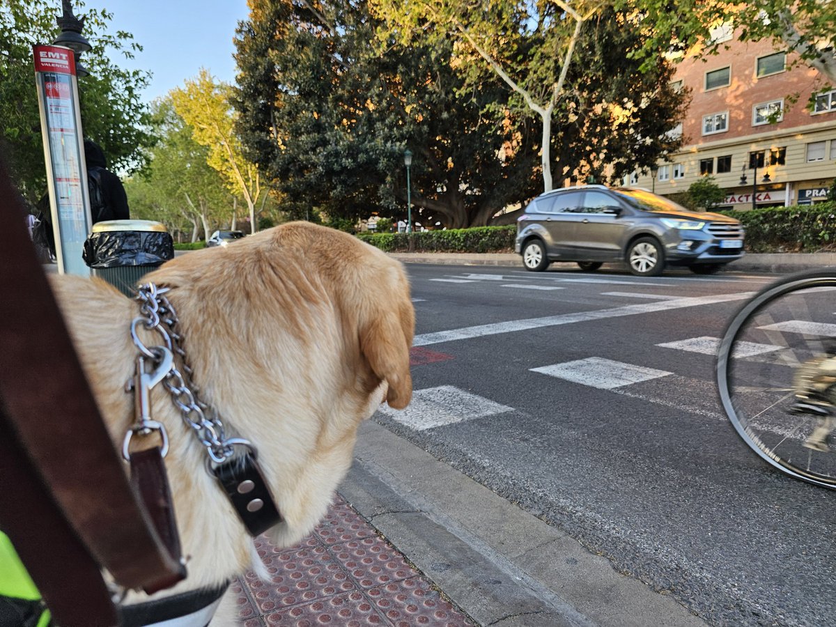 Cada dia es un reto en este mundo que esta hecho para ver, y en nuestro caso escuchar, pero como librar aquello que no ves ni escuchas, por ejemplo.... una bici o quizas un patinete o un coche eléctrico. Exactamente los ojos e inteligencia de nuestros #Perrosguia