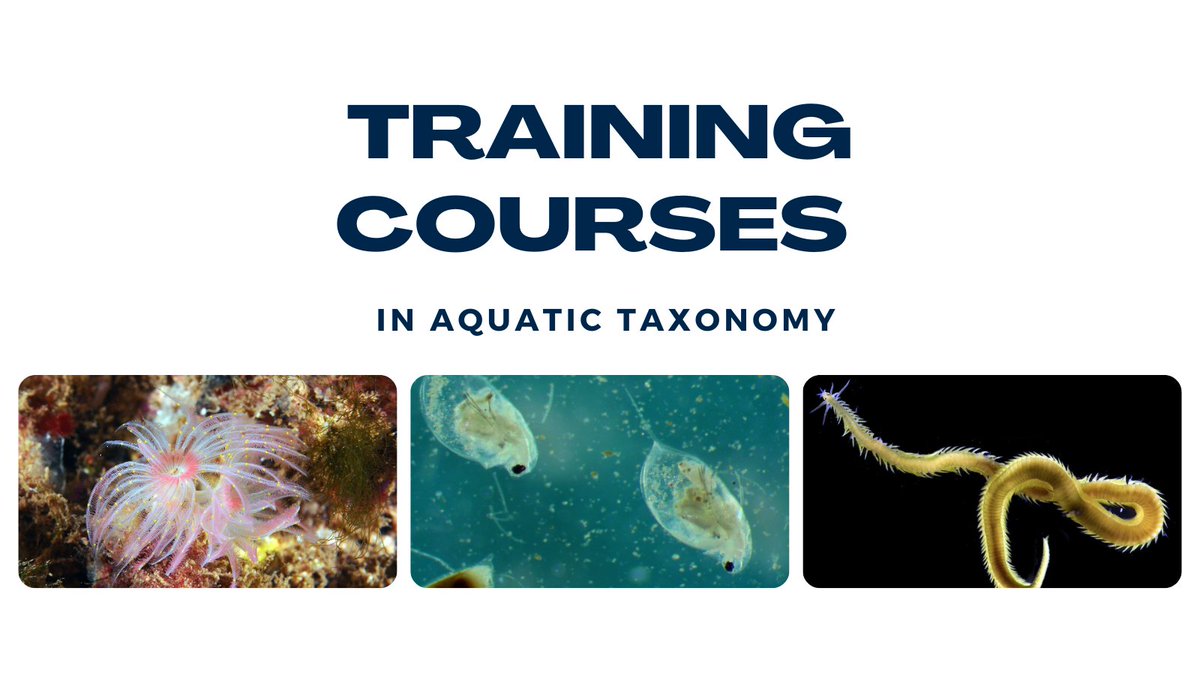 The aquatic taxonomy courses are back! 🔝

In 2024…

💥Taxonomy of Polychaetes, 3-7 June 2024 💥

The course has as objective to train the participants in the taxonomy ofsome of the most representative families of #Polychaeta 🪱🌊

All the information 👉 bit.ly/43YOIlm