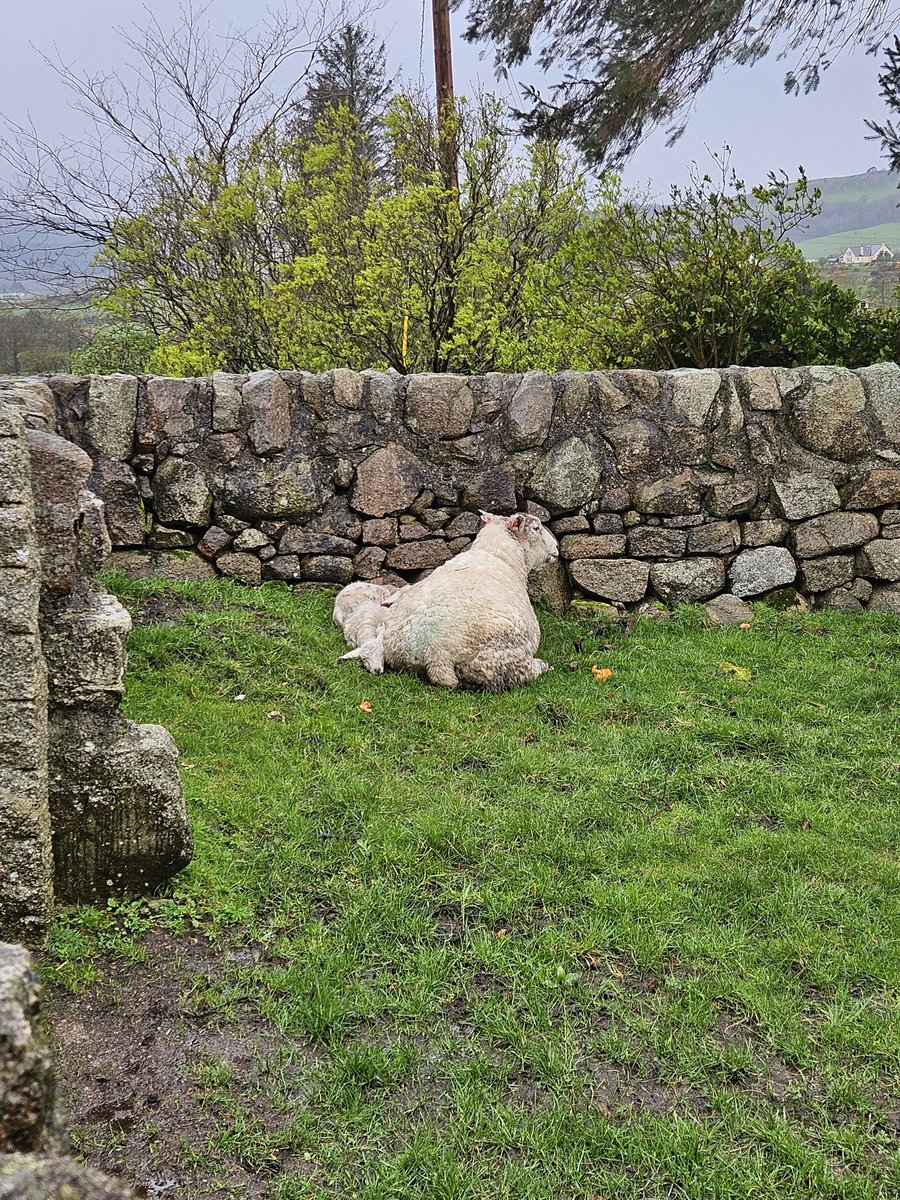 AylettLongland's tweet photo. Rain, wind, & cold. Foxes took 4 lambs that we know about last night, lambs dying, water loged fields, husband & I are foondered, just like everyone else. Safe to say, Spring 2024 sucks..
#lambingb2024 #agriculture #rain #FarmstrongScot #rsabi #nfus https://t.co/ettIo9nfPg