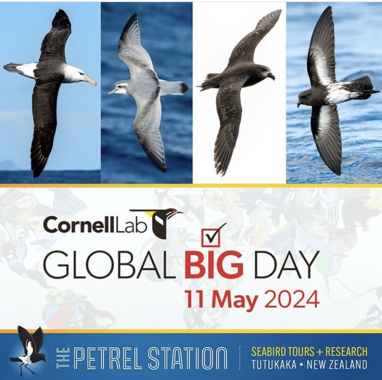 🌊Global Big Day Petrel Pelagic 🇳🇿 New Zealand 🌏Where will YOU be? ✅Send checklists to @Team_eBird 🏆See if we can beat last year’s record 🐦 7636 species recorded in May 2023 👉 ebird.org/news/global-bi… 😀Everyone welcome to join in