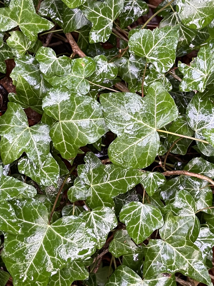 The ivy on the floor of the wood is thriving despite the wet weather...