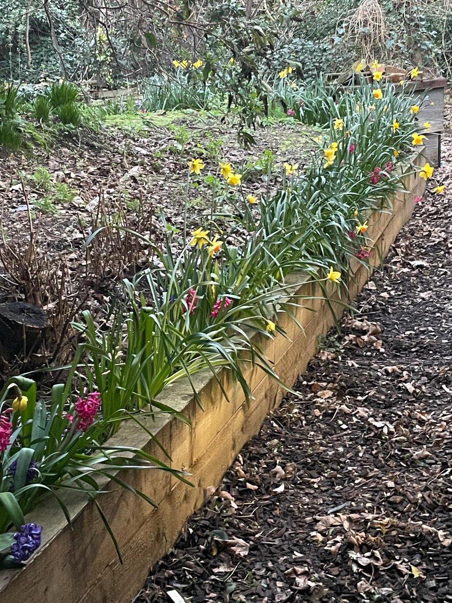A proud corporate parent moment!  Being sent this photo of the spring flowers we planted last year as a team to enhance our care leavers base in Tower Hamlets.  
Plant bulbs and they will grow!