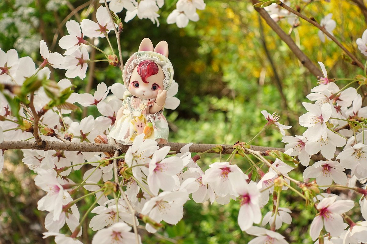 LMT_doll's tweet photo. 꽃구경🌸
#쿠무쿠쿠 #kumukuku https://t.co/B1dTpqEYEh