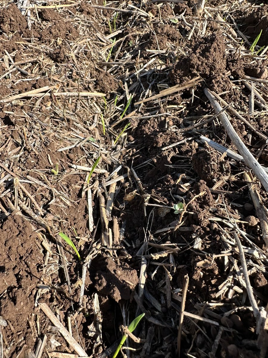 Dry Sowing Winter Wheat up and away after the break last week. Tref with the Knockdown while keeping #mateno to apply EPE to pick up on Rye and Broadleaf weeds. <a href="/Bayer4CropsAU/">Bayer AU 🇦🇺 | Crop Science</a>