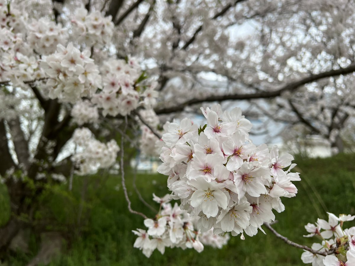 beads_diary's tweet photo. #小さな幸せ (  ´˘`  )
#大きな幸せ (  ´˘`  )
#桜🌸 のある景色 https://t.co/ey2h5fdksf