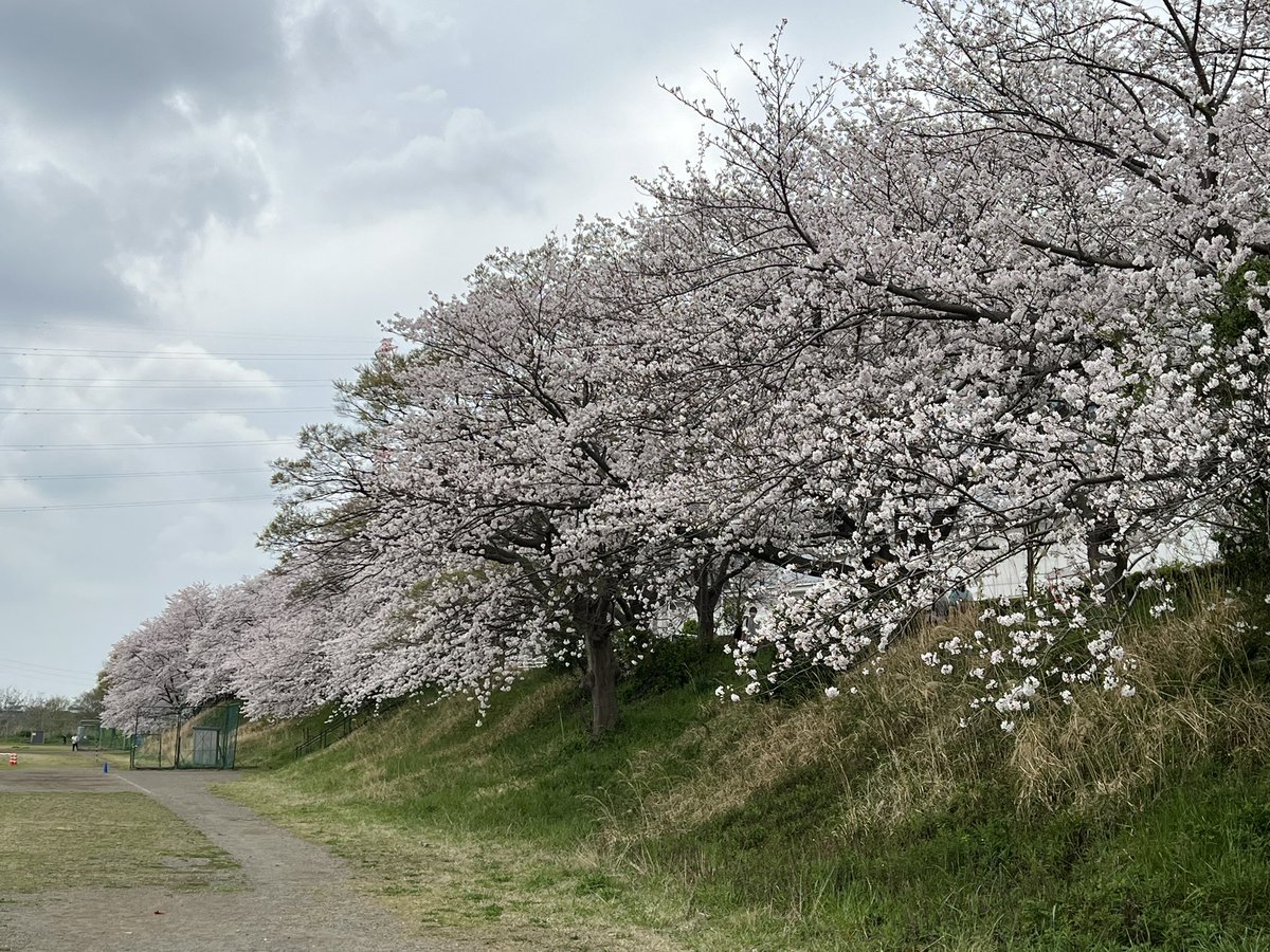 beads_diary's tweet photo. #小さな幸せ (  ´˘`  )
#大きな幸せ (  ´˘`  )
#桜🌸 のある景色 https://t.co/ey2h5fdksf