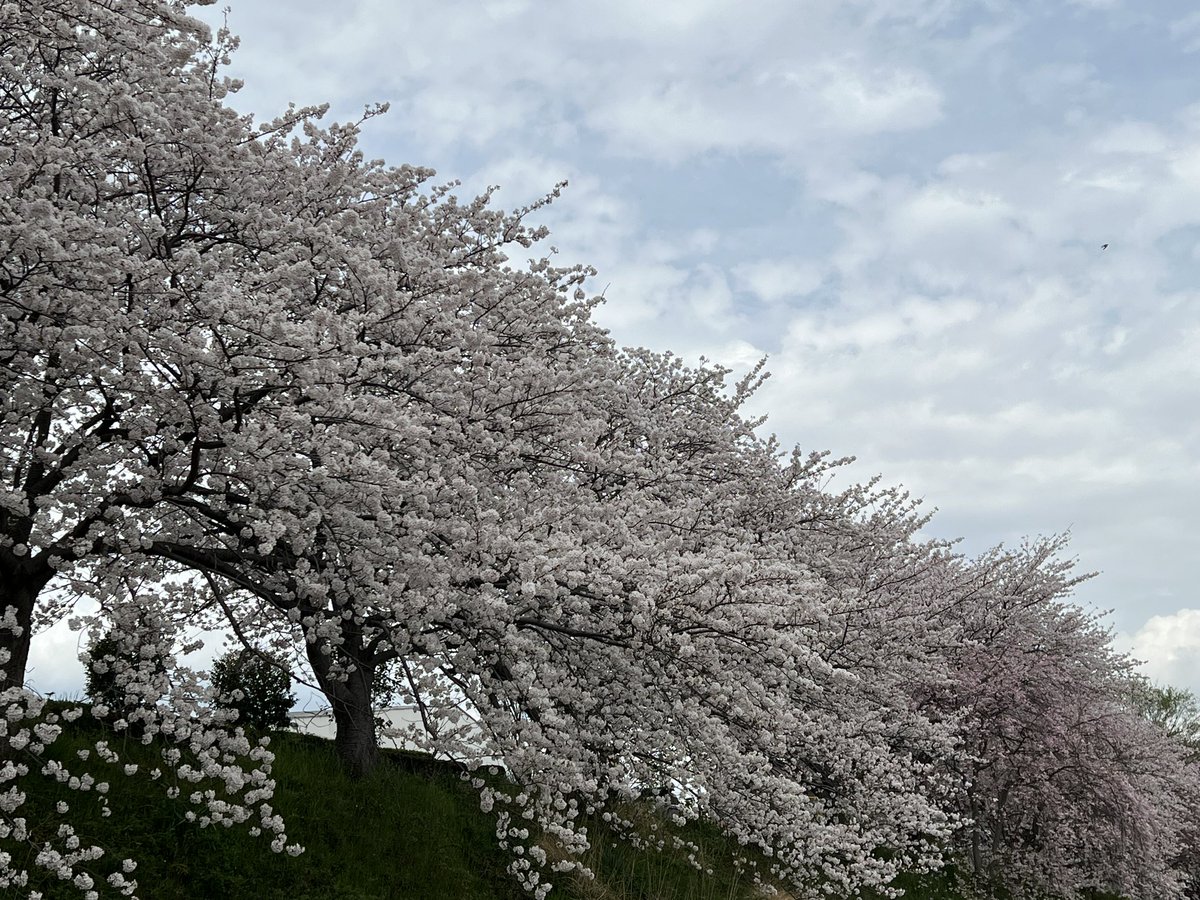 beads_diary's tweet photo. #小さな幸せ (  ´˘`  )
#大きな幸せ (  ´˘`  )
#桜🌸 のある景色 https://t.co/ey2h5fdksf