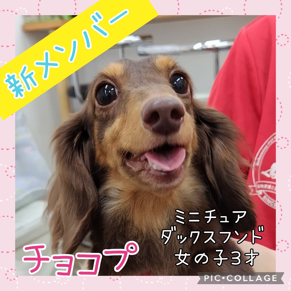 Hogooooo69's tweet photo. 新メンバーのお知らせ🚘❤️
#里親様募集中

名前➡チョコプ
#ミニチュアダックスフンド / 女の子 / 3.32kg / 2020.12.13生(3才) / チョコタン

チョコプ���んは、本日より寺田町店にて里親募集を開始します！

よろしくお願い致します！ https://t.co/u9zy553Yyy