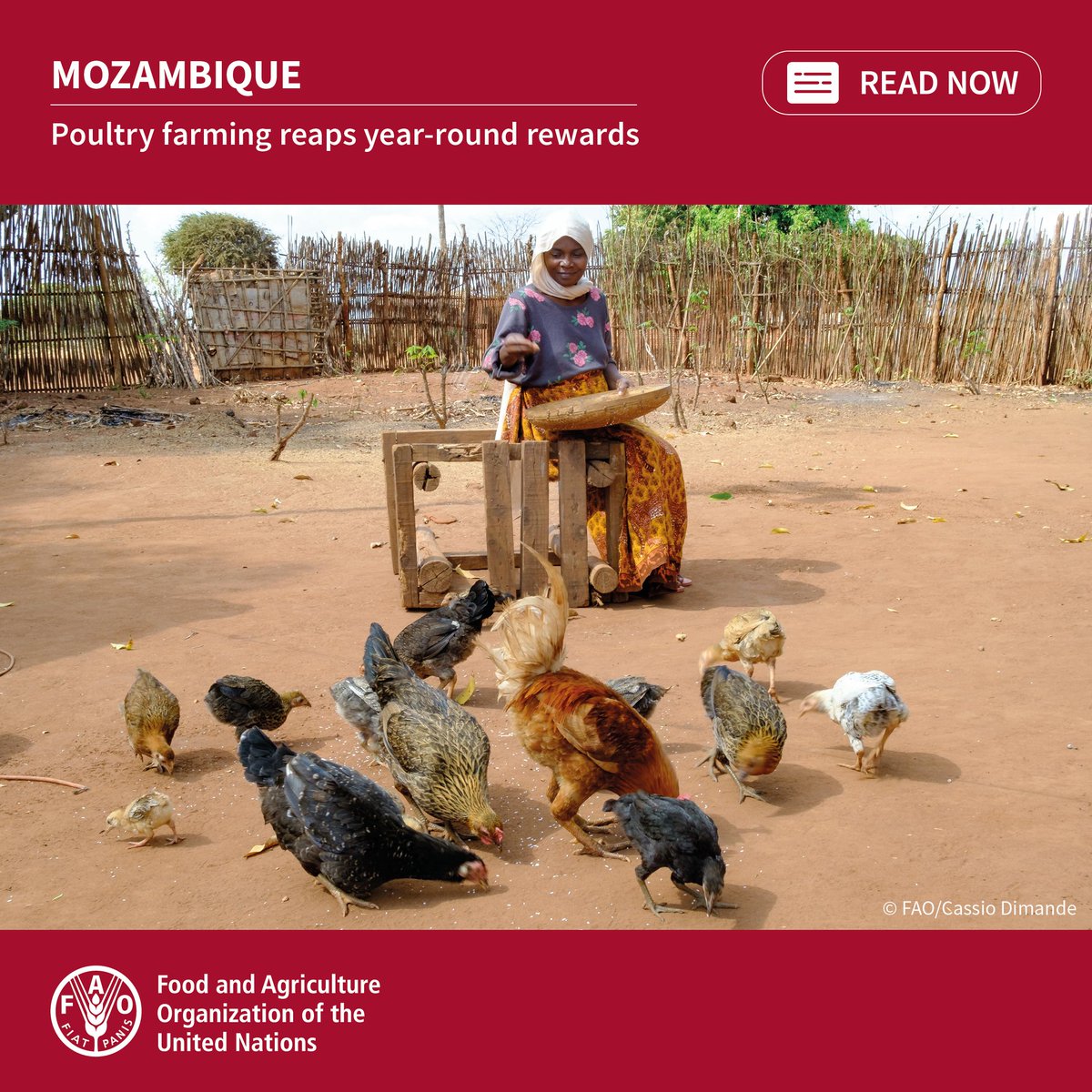 After escaping conflict in northern Mozambique, Nus and her family took refuge in a settlement. Soon after, thanks to @FAO's support, she set her skills as a small-scale poultry farmer in motion, reaping rewards for her entire family. bit.ly/48zfK43