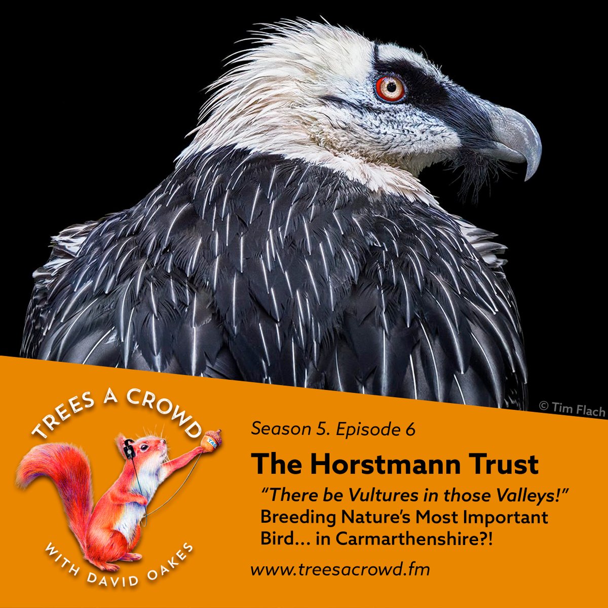 NEW EPISODE OUT NOW! 🥚 The @HorstmannTrust: Vultures in the Valleys 🪺 David heads to Carmarthenshire to meet Adam, Holly and c.70 vultures that call the Welsh Valleys their home! 🥩 podcasts.apple.com/gb/podcast/tre…