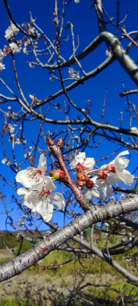🌸Guindero en floración ✨
📍El Chupadero, #Puntagorda. 
🌿#EncantoRural #LaPalma 
[📸 Alicia Sánchez]