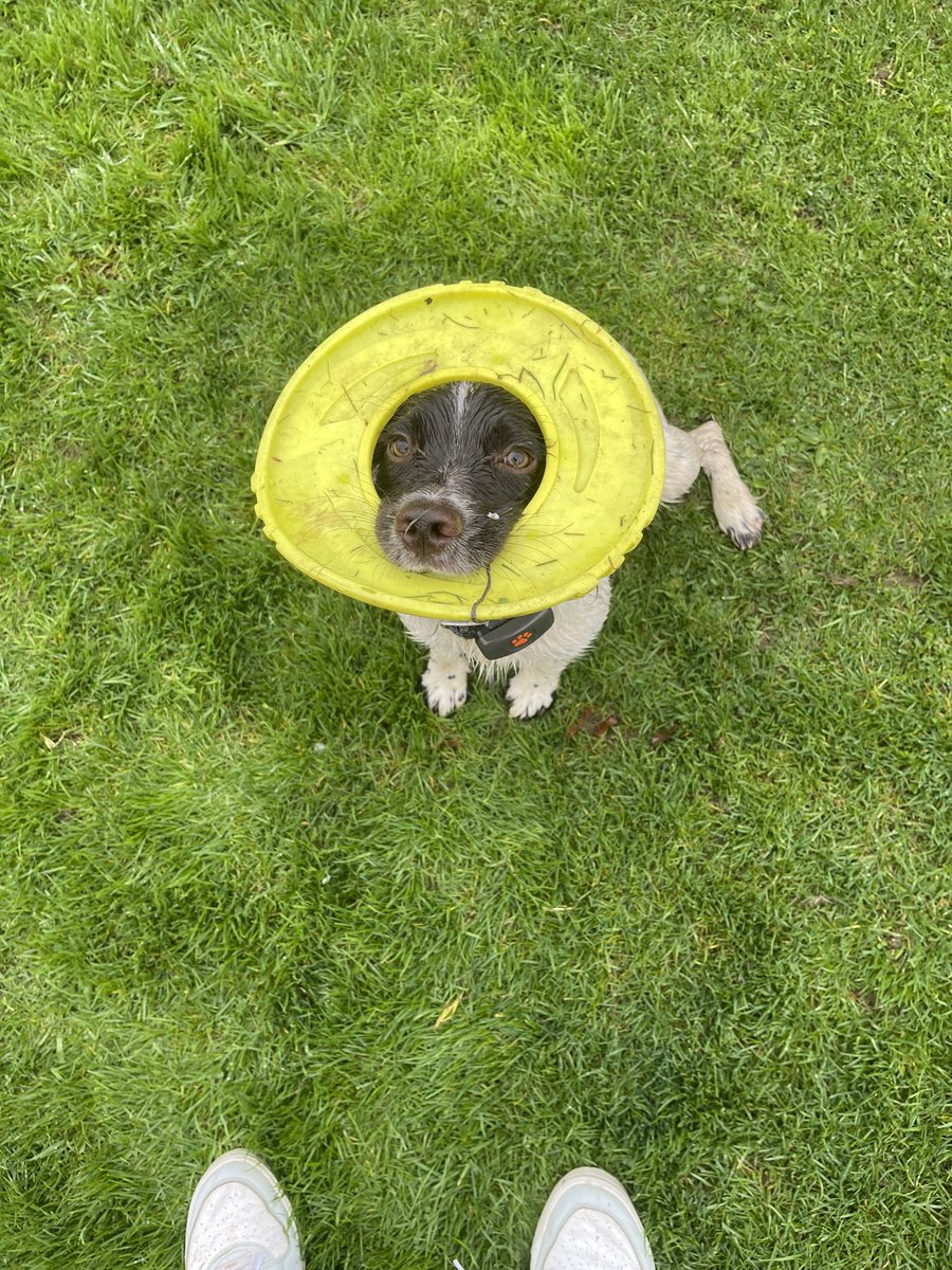 My little puppy loves her frisbee 😂👑