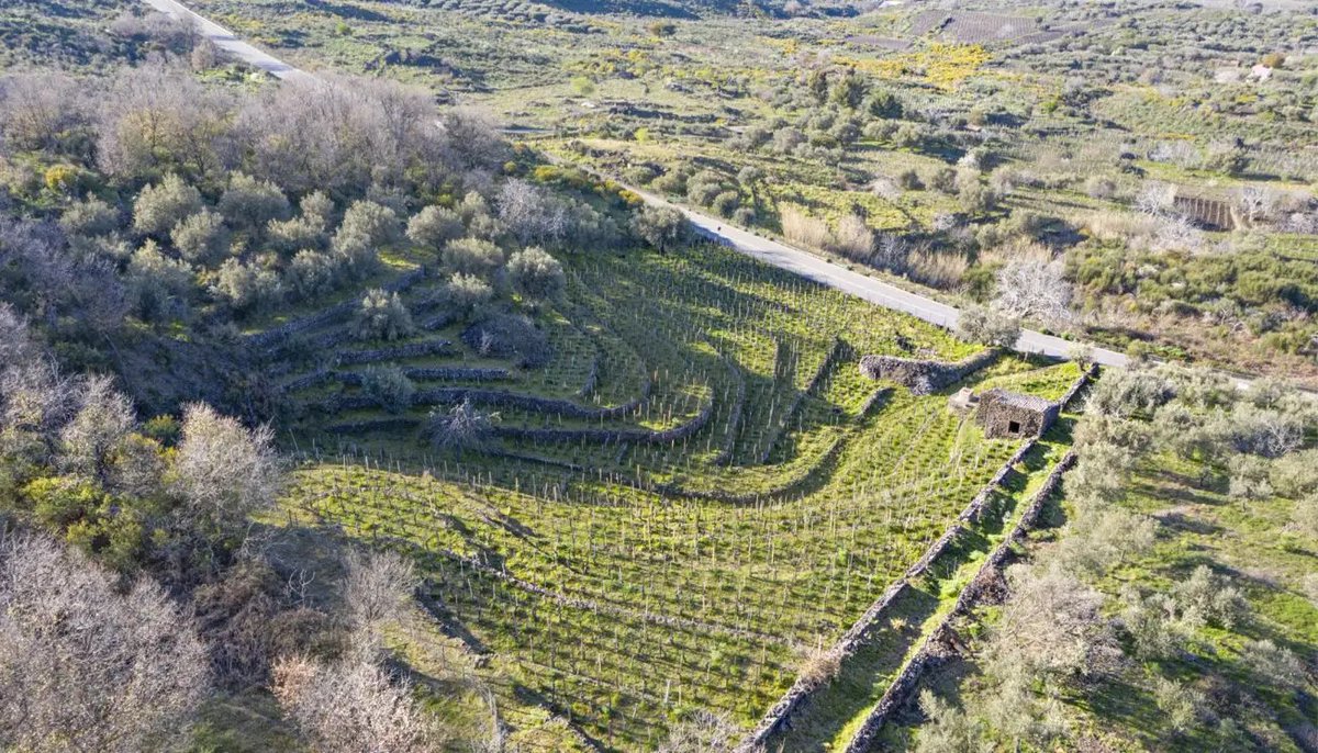 Can Etna's Nerello Mascalese age? Passopisciaro’s Etna reds back to 2010 suggests yes – but, Walter asks, does ageability really matter? Above, Contrada Rampante, from which Passopisciaro bottles their Contrada R, sits at 1,000m in elevation. jancisrobinson.com/articles/can-e…