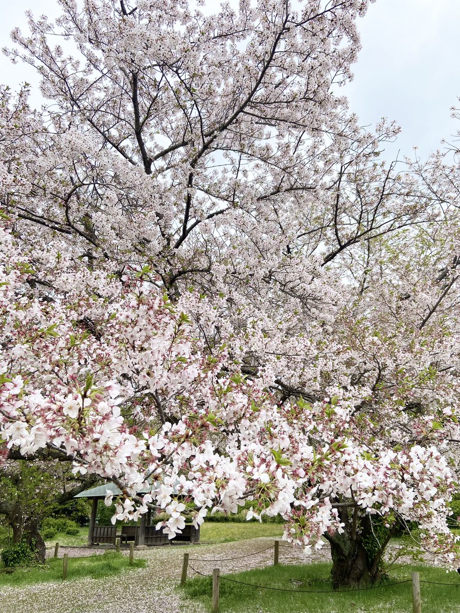 「桜見に行ったら葉桜だった!葉桜もかわいいけど! 」|鈴木ジュリエッタのイラスト