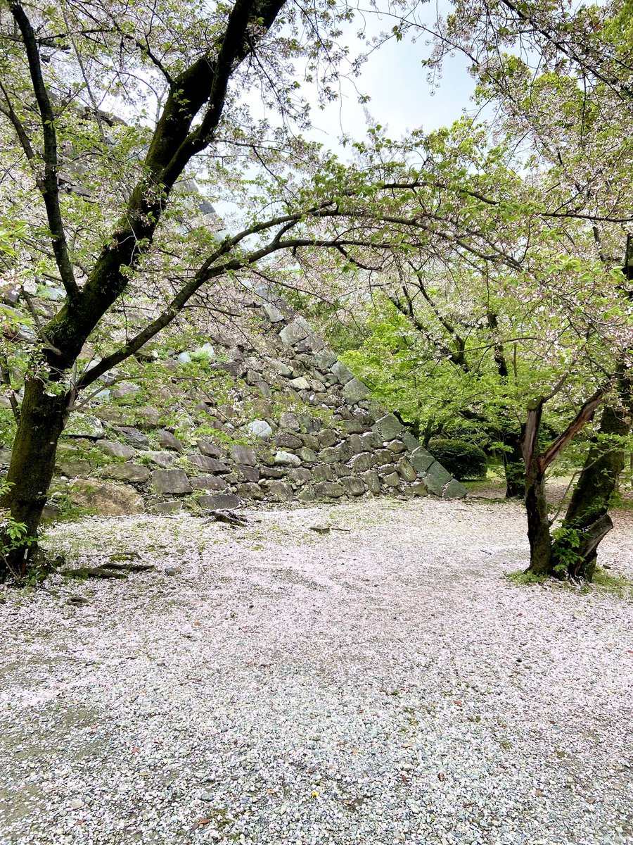 「桜見に行ったら葉桜だった!葉桜もかわいいけど! 」|鈴木ジュリエッタのイラスト
