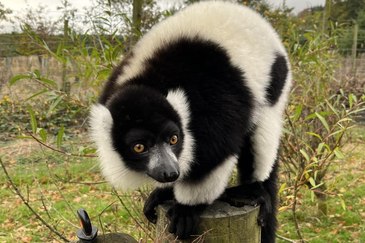 Play that funky music: Lemurs grooving with personal sound system at Scottish safari park scotsman.com/news/environme…