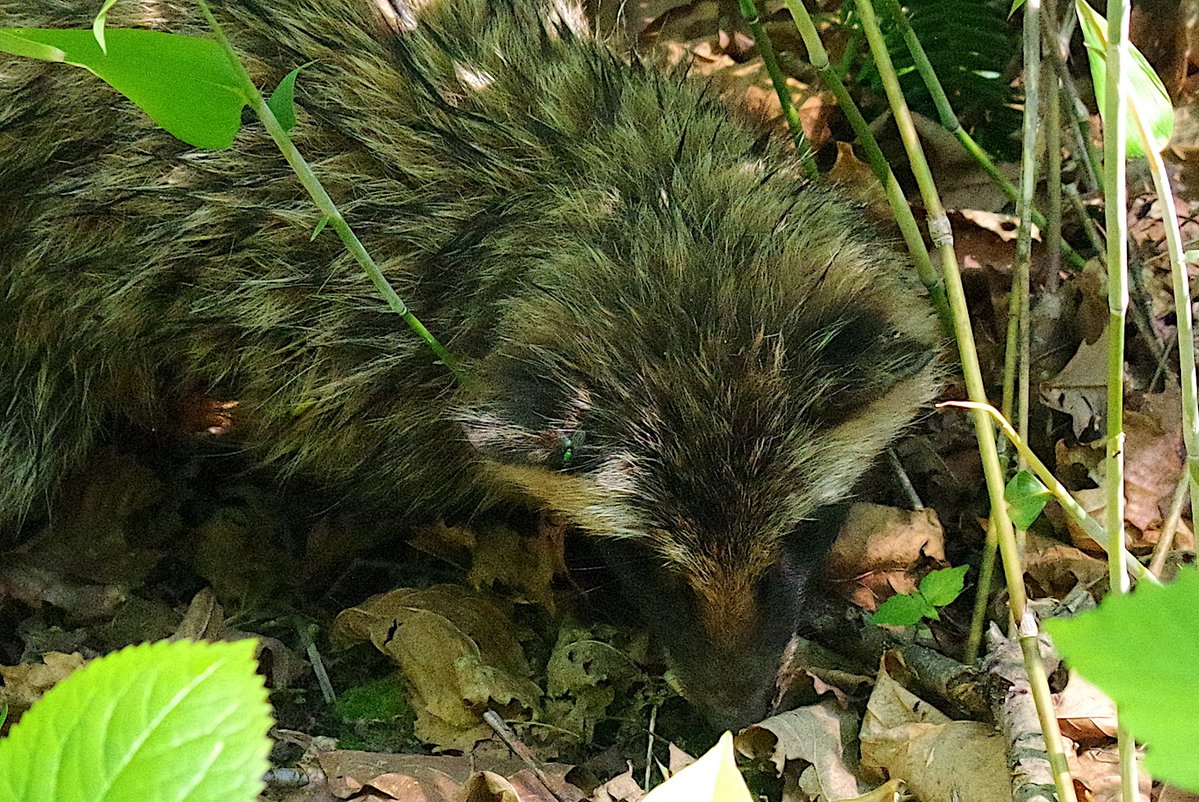 1日1たぬき　2024/4/9
#世界よこれがエゾタヌキだ 
#エゾタヌキ #野生動物 #札幌市 #animals 
うつむきたぬき