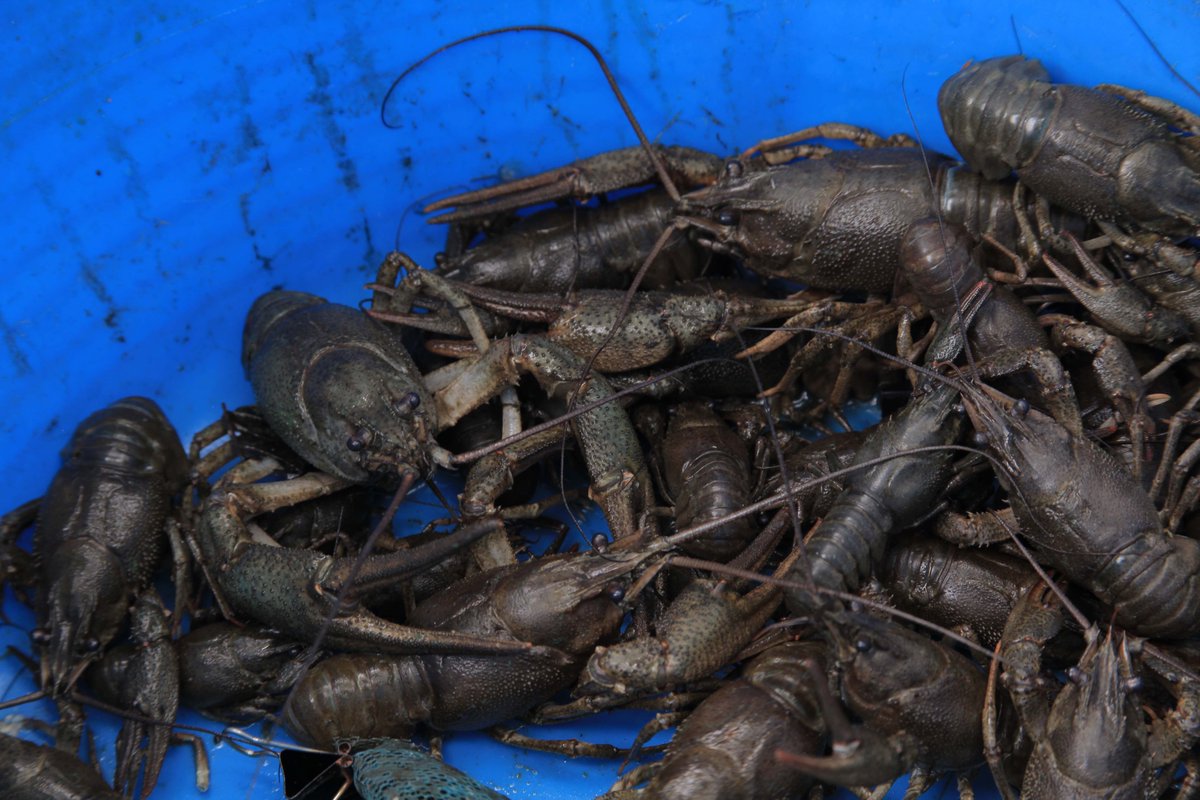 🦞 In the 1970s, the invasive signal crayfish was introduced to the UK's waterways. Since then, it has severely impacted native crayfish species, outcompeting & spreading a deadly plague. The latest episode of Feed asks: can we eat our way out? Listen: tabledebates.org/podcast/episod…