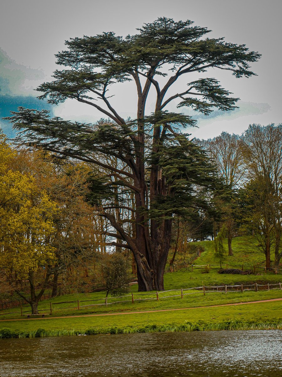 #thicktrunktuesday one of the many magnificent trees in Painshill Park